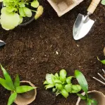 Come fare il compostaggio domestico