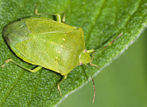 Come proteggere le piante dalle cimici