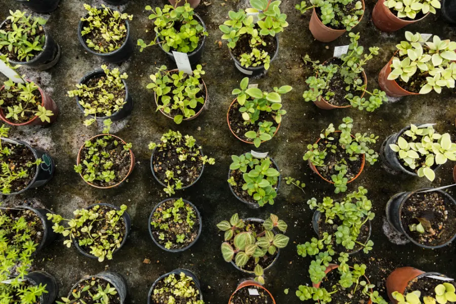 I Requisiti ed i costi per aprire un vivaio