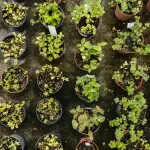 I Requisiti ed i costi per aprire un vivaio