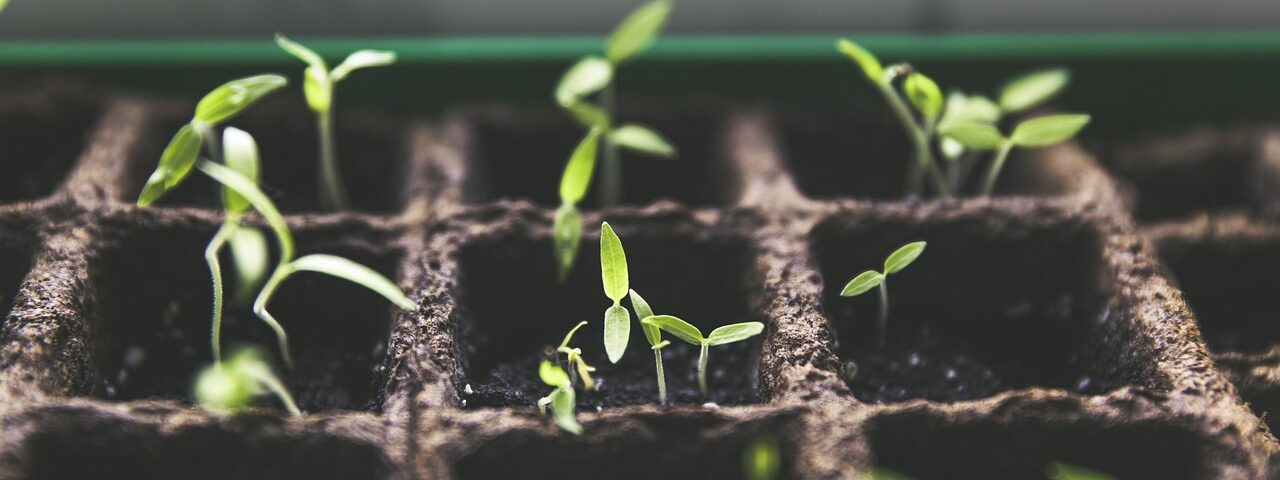 grow box